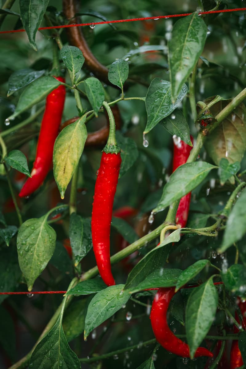 Chili plant drip tape